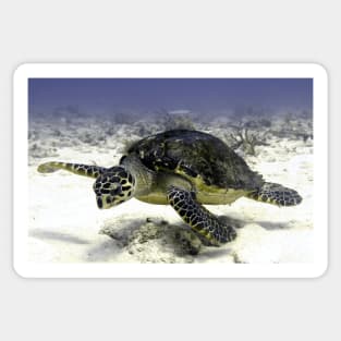 Caribbean Sea Turtle Sticker